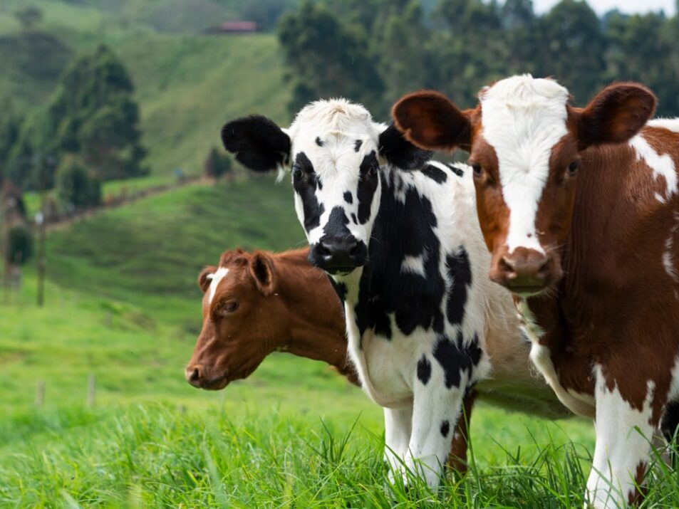 Cow Appreciation Day