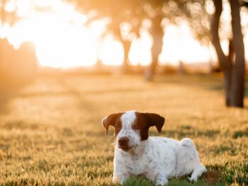 a dog laying in the grass at sunset