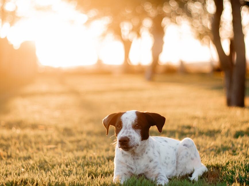 a dog laying in the grass at sunset