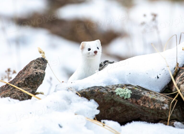 Long-tailed weasel