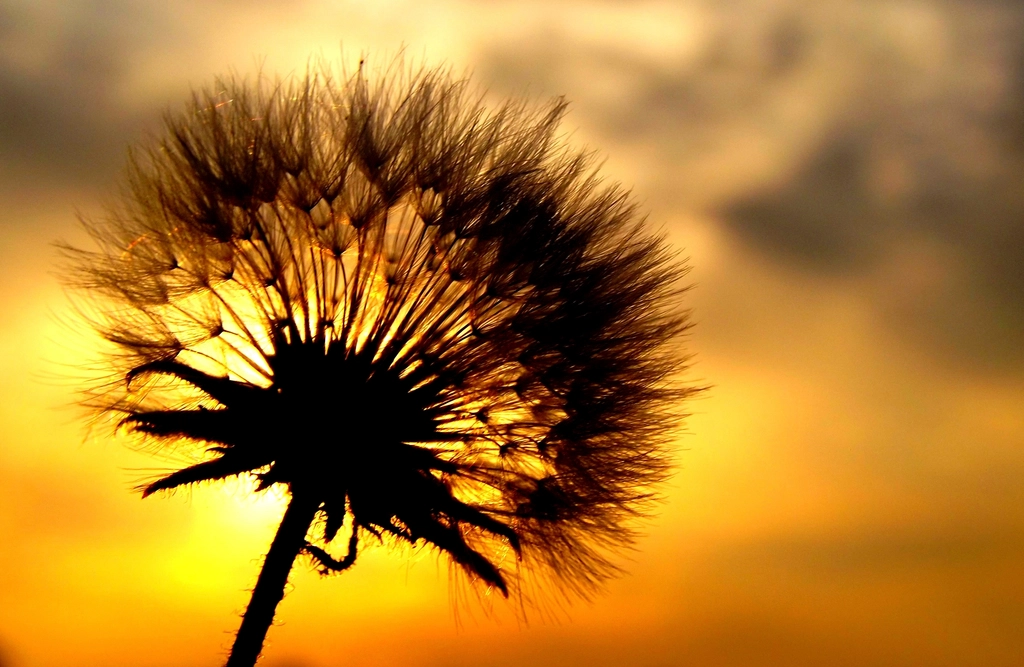 Dandelion background