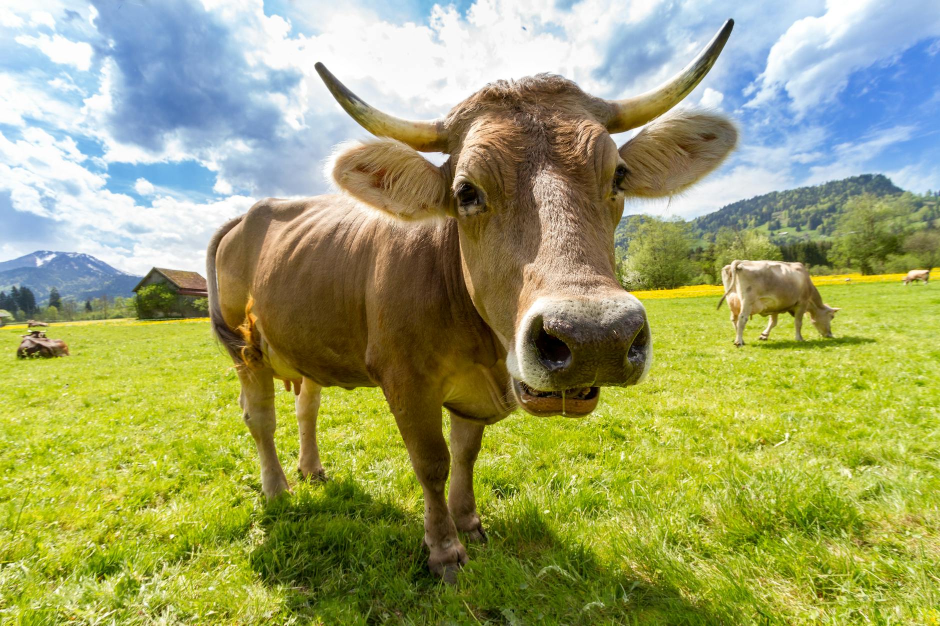 Cow Day