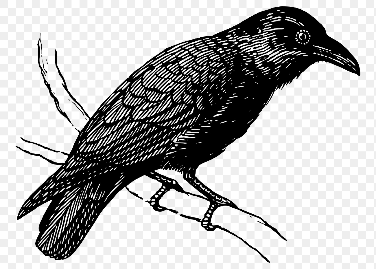Raven png sticker, vintage bird