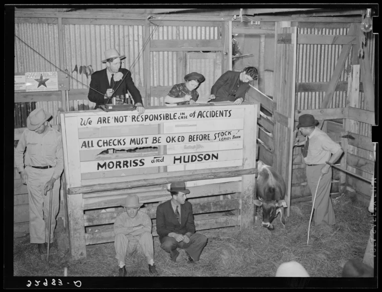 Scene cattle auction barn. Heifer