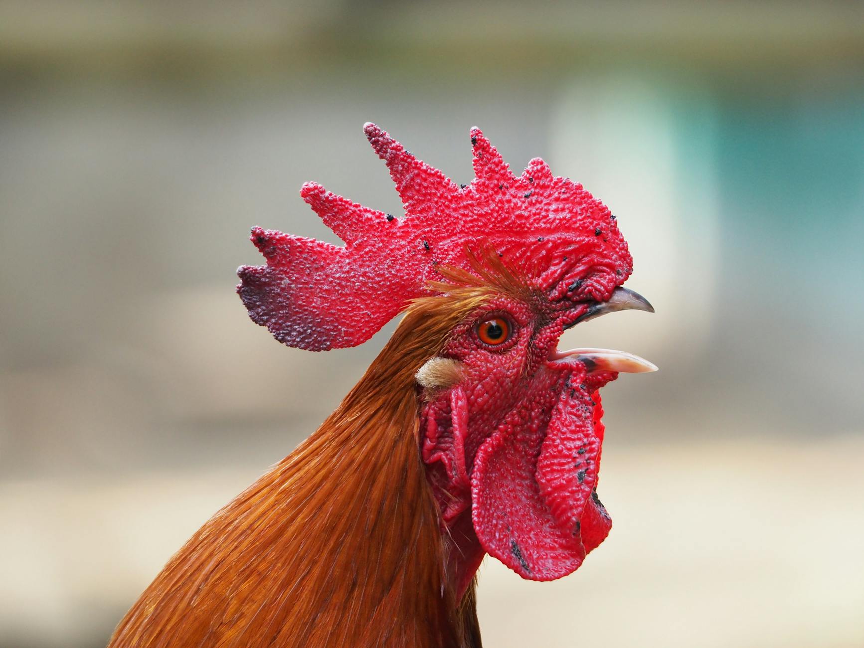 selective photography of rooster