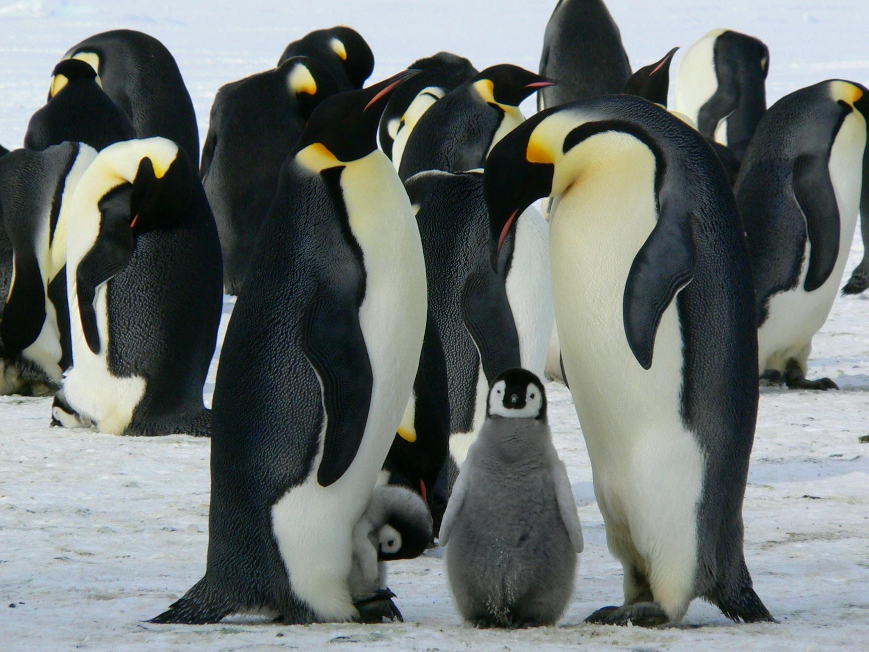 penguins standing on the snow during daytime