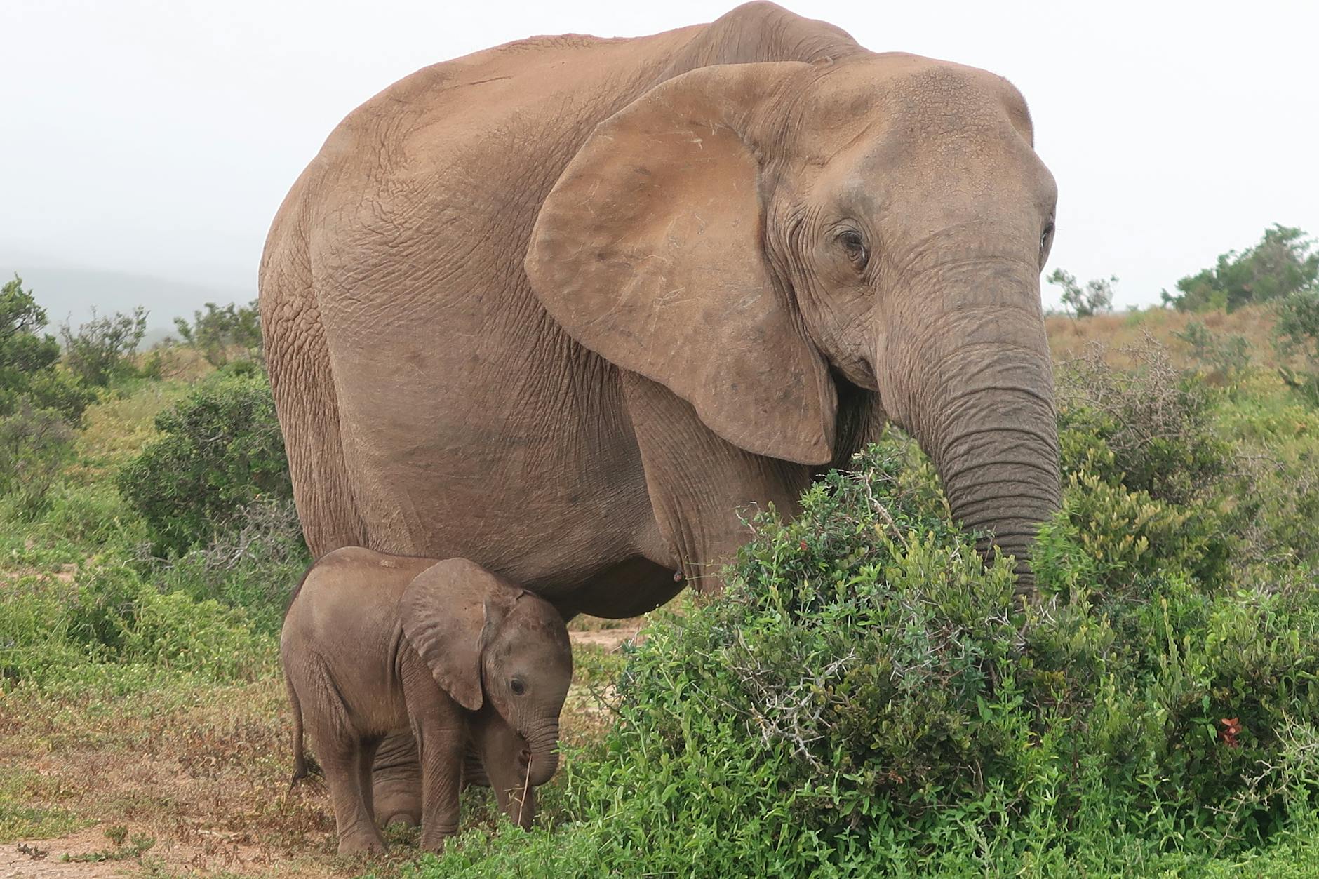 close up photo of a mother and baby elephants
