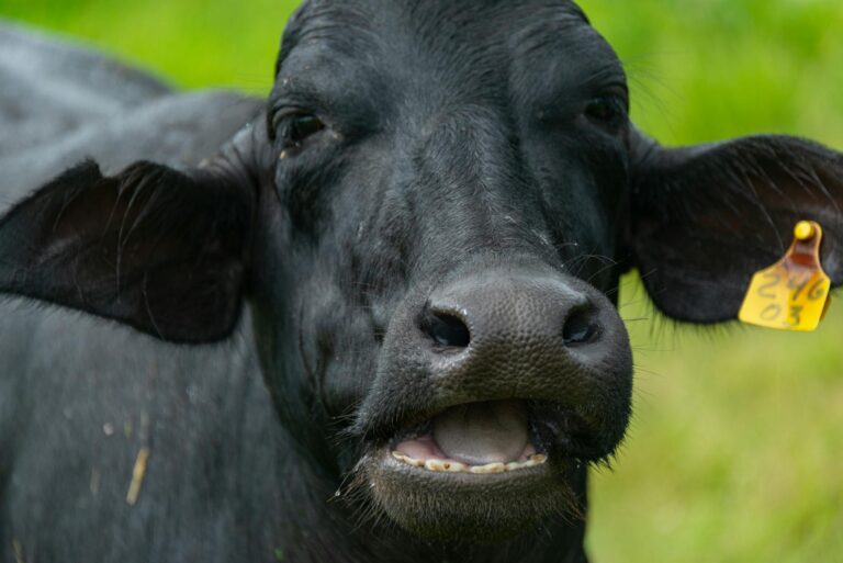 black cow head
