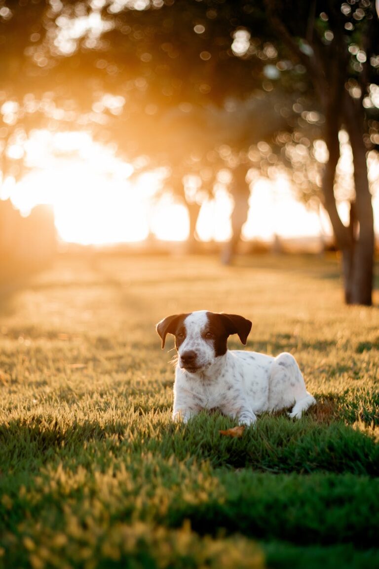 a dog laying in the grass at sunset