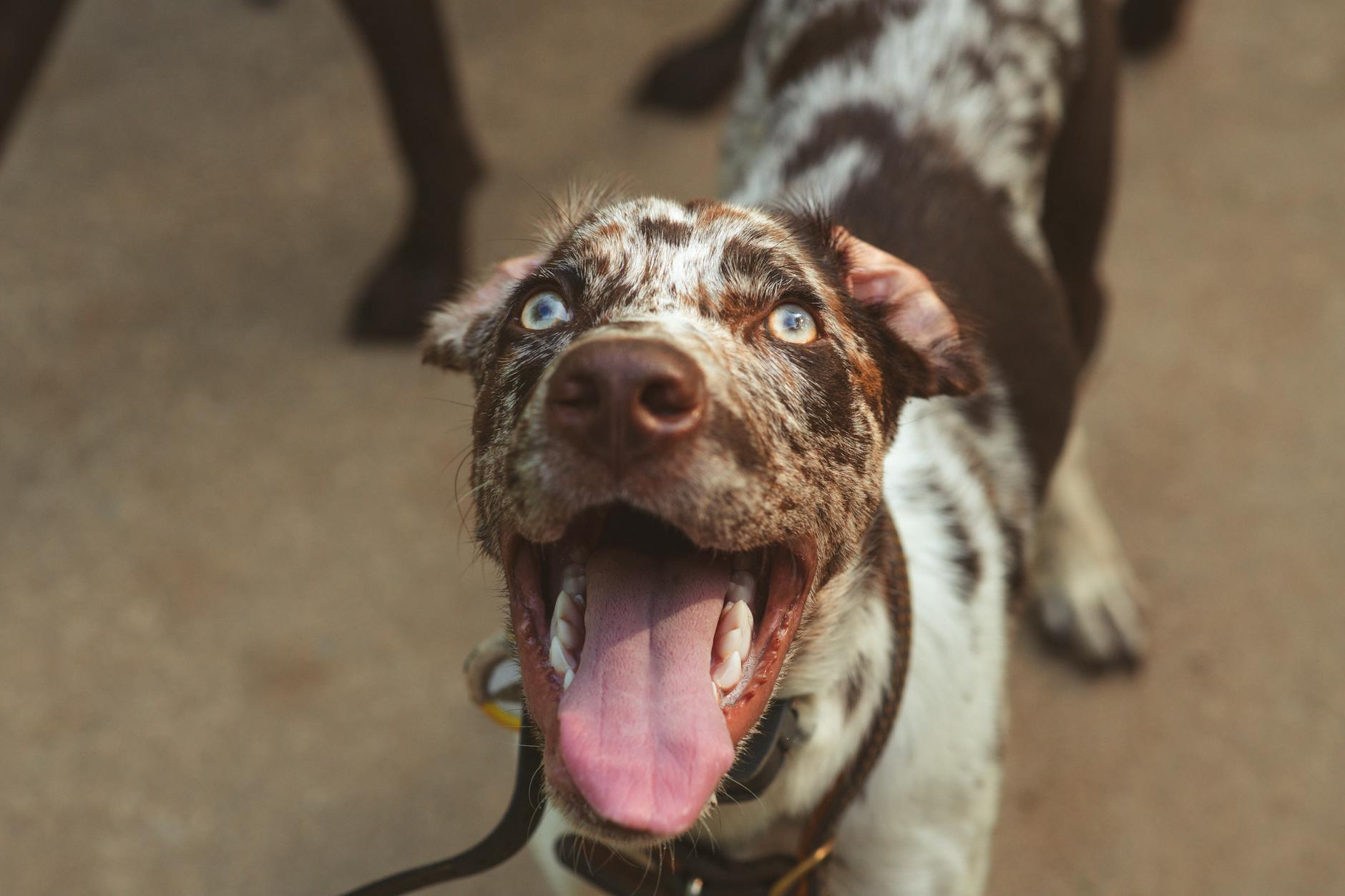 a dog with its tongue out and its mouth open