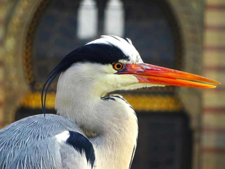 close up of a grey heron with vibrant beak