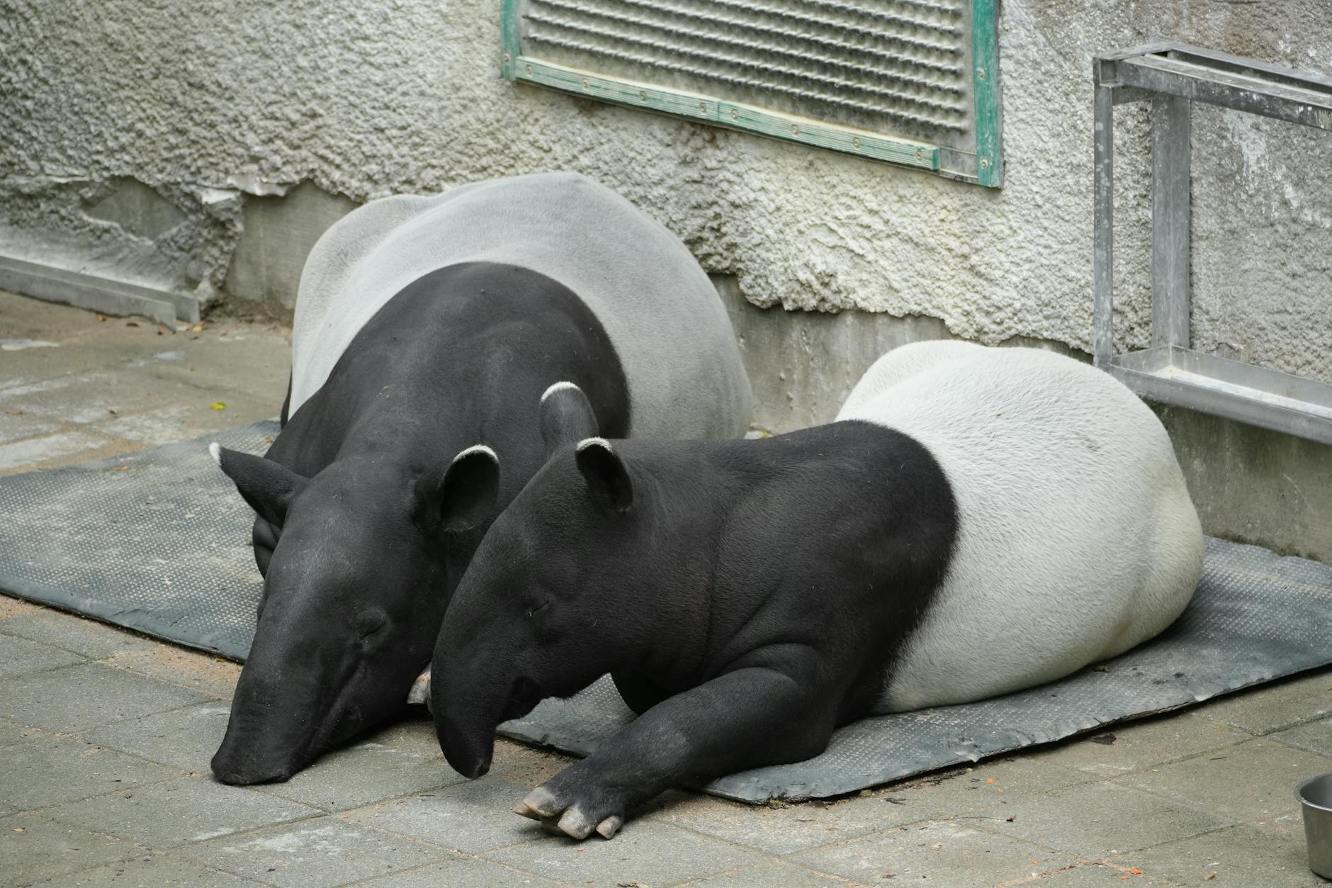 resting malayan tapirs in zoo enclosure