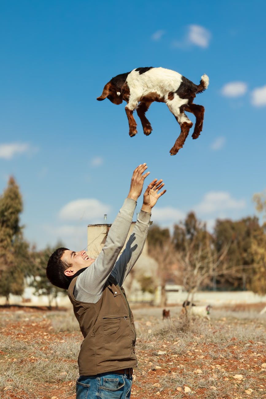 man tossing baby goat in outdoor setting