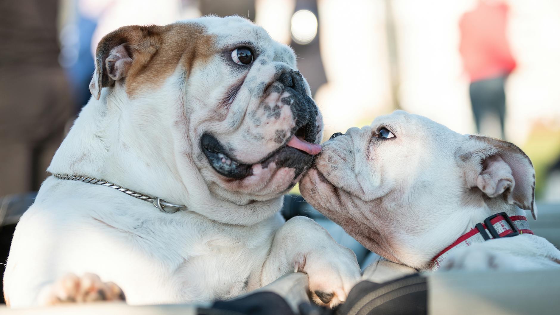 close up shot of two adorable bulldogs