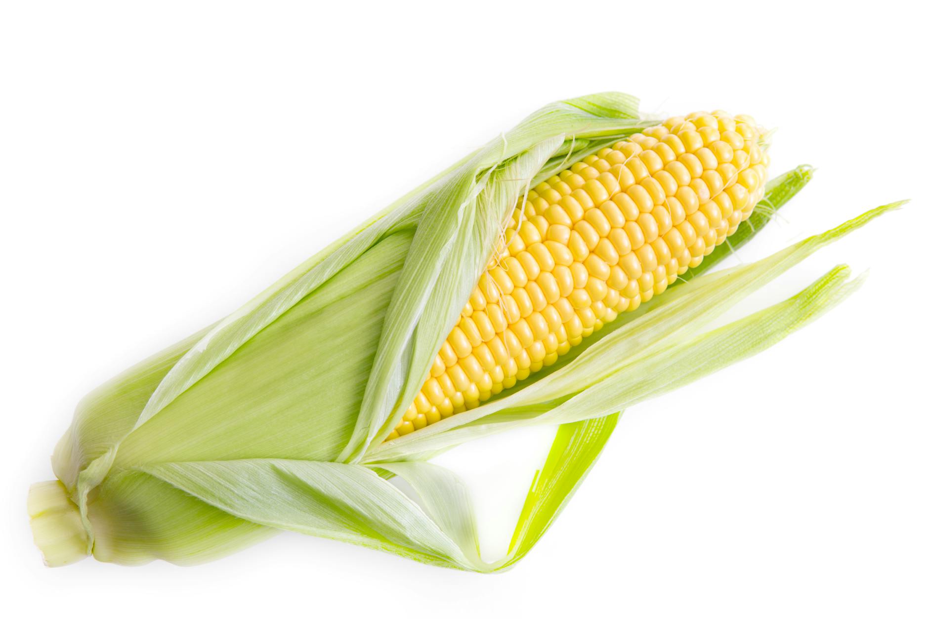 yellow corn