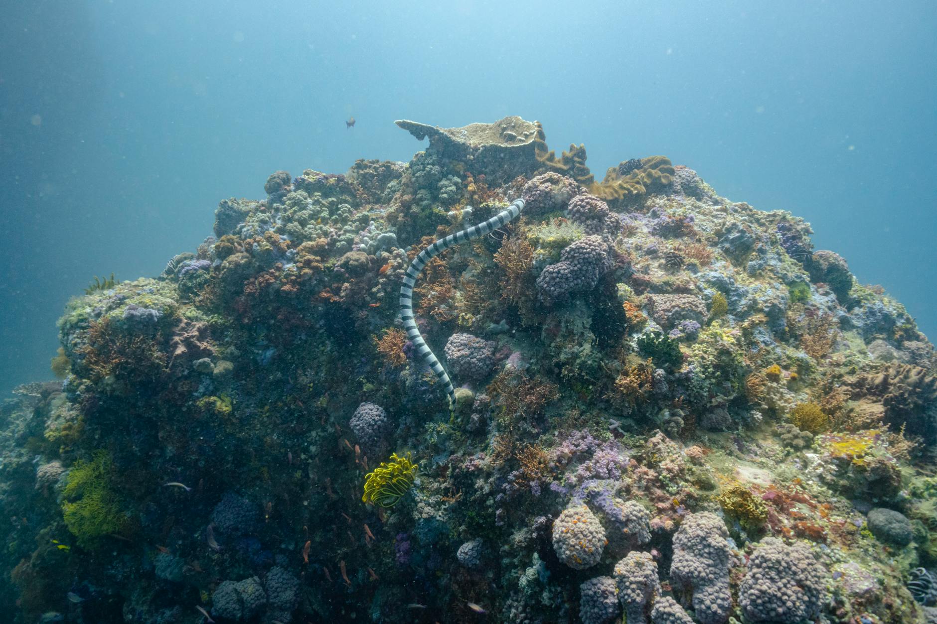 sea snake swimming above coral reefs under water
