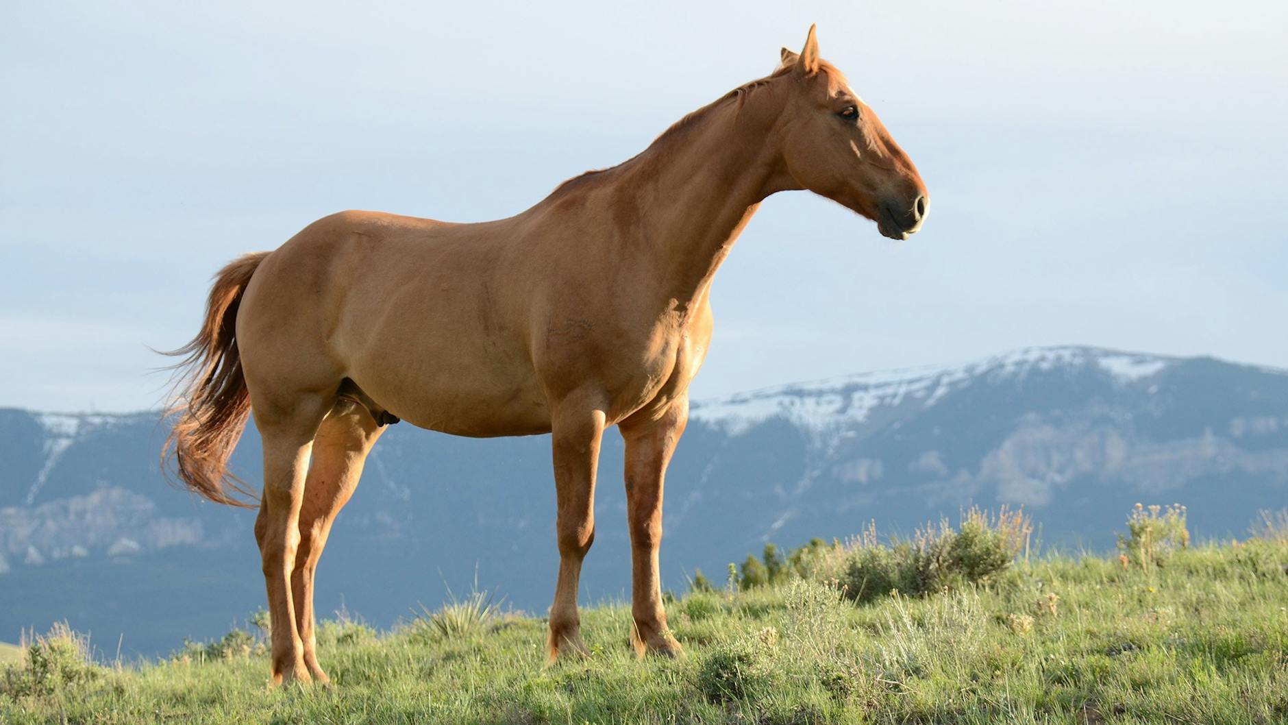 brown horse on grass field