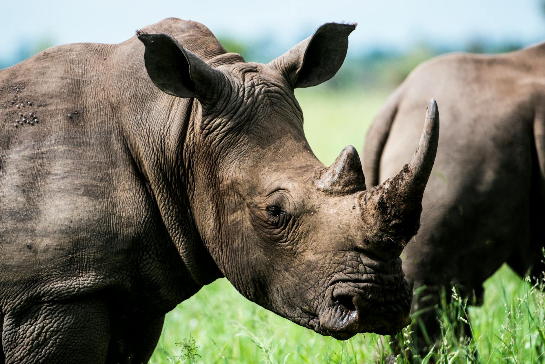 gray rhino in macro photography