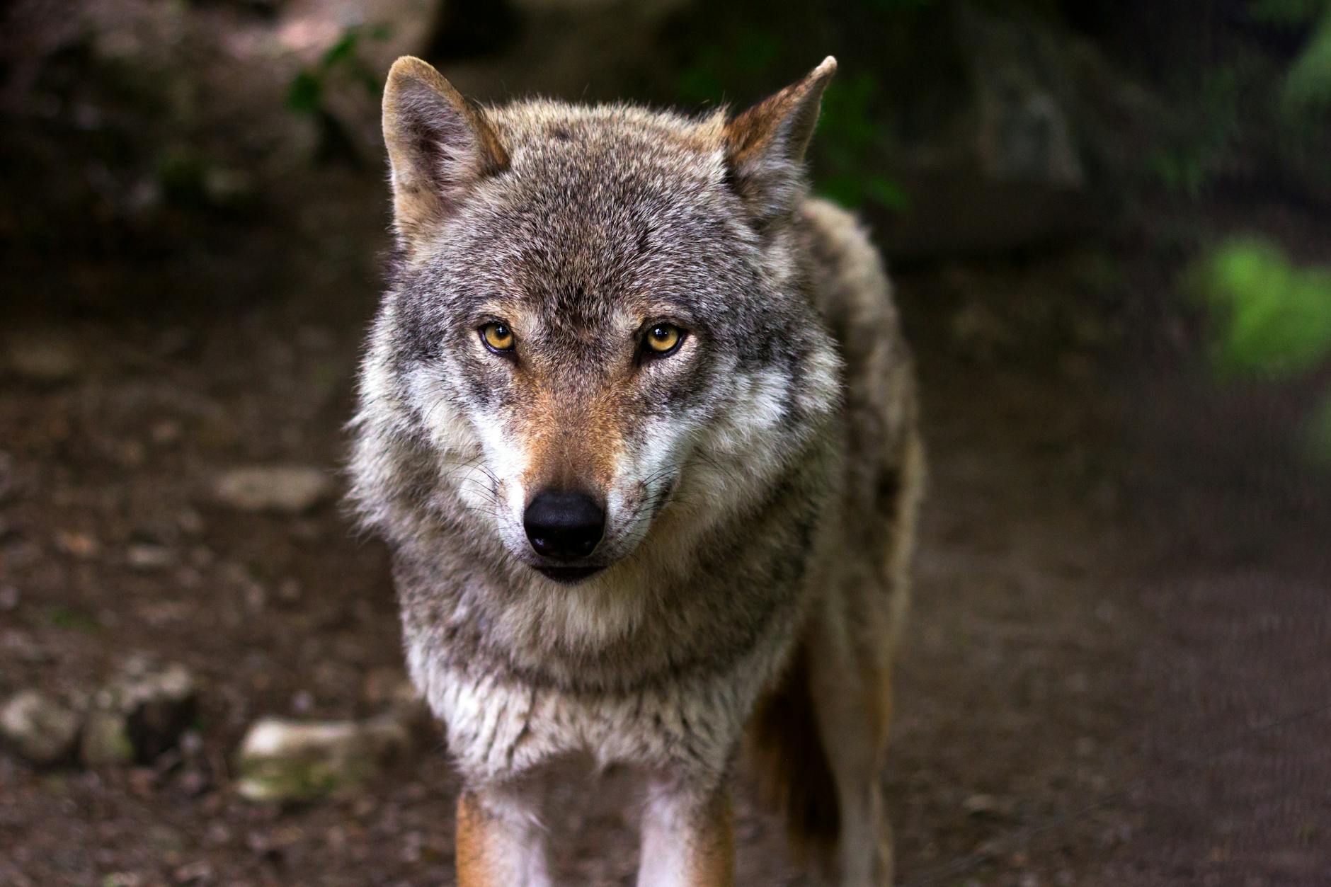 gray and white wolf