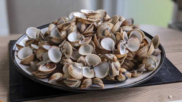 Clam on the Half Shell Day