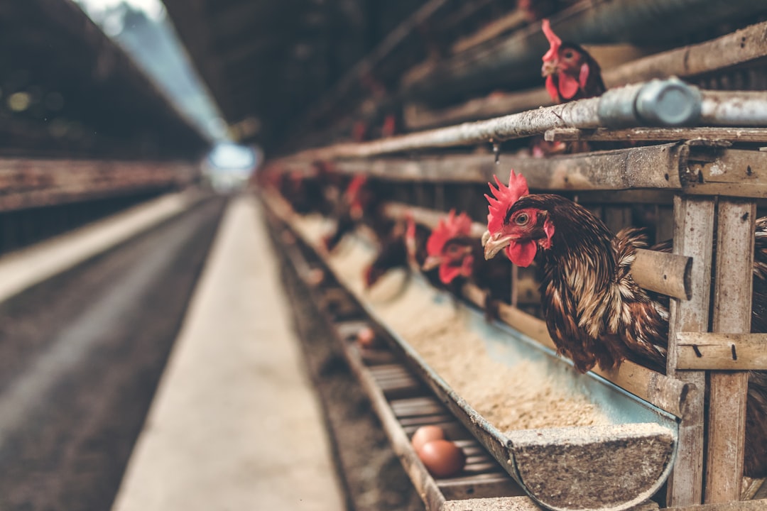 Poultry Day
