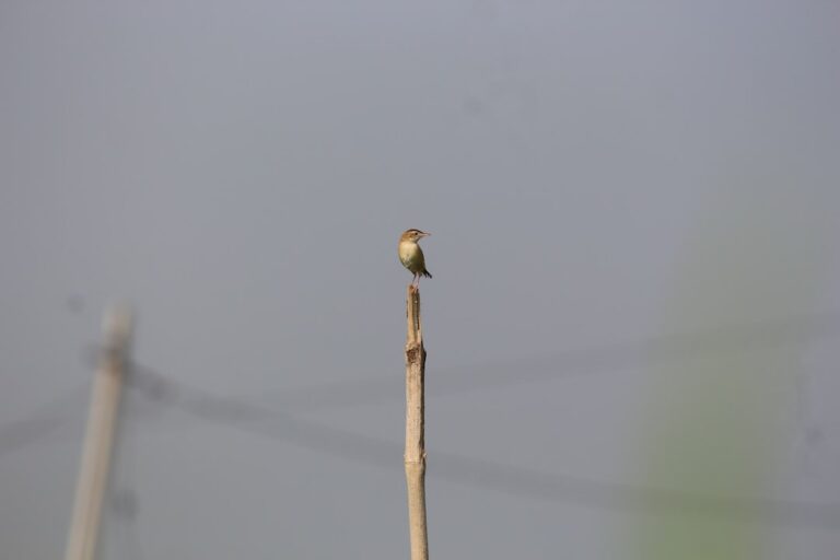 Something on a Stick Day