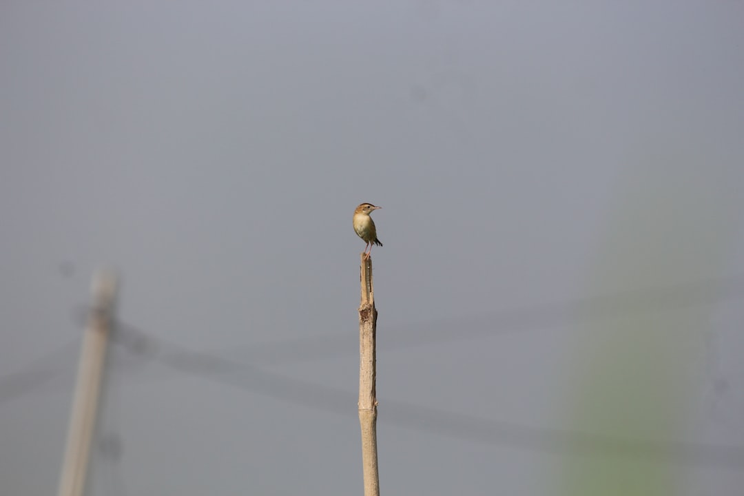 Something on a Stick Day