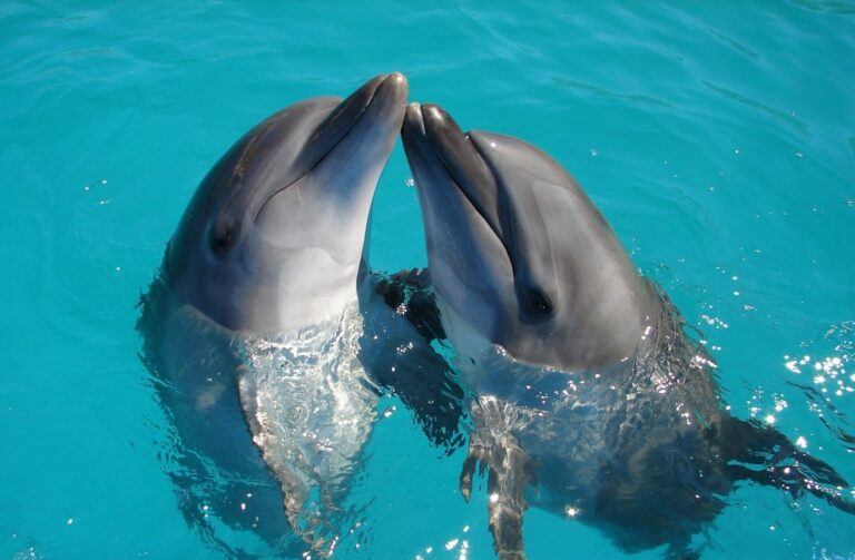 National Dolphin Day