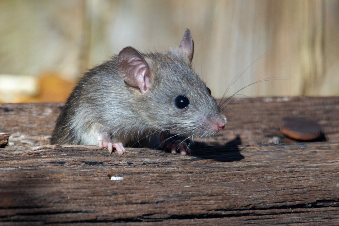 World Rat Day