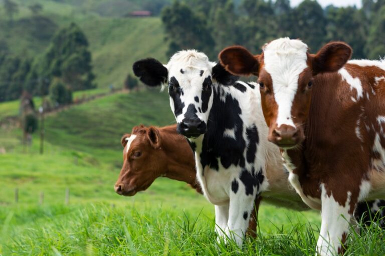 Cow Appreciation Day