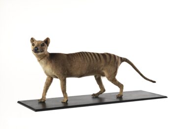 <em>Thylacinus cynocephalus</em> (Harris, 1808), Thylacine