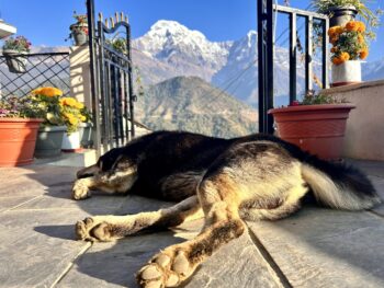 {{brizy_dc_image_alt entityId=