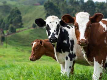 Cow Appreciation Day