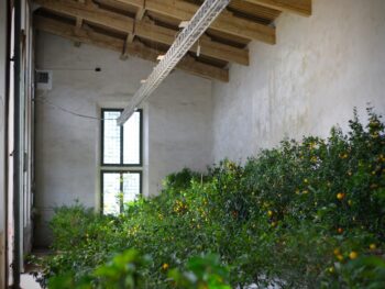 Oranges and Lemon Day