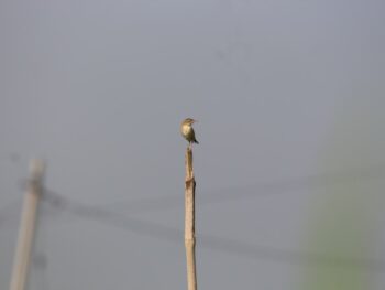 Something on a Stick Day