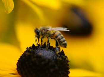 tilt shift lens photography of yellow and black bee