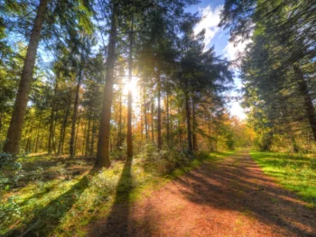 Sunny path in the woods