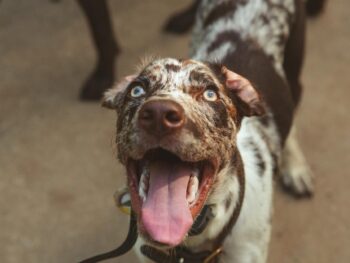 a dog with its tongue out and its mouth open