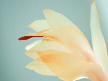 blossoming flower with gentle petals on blue background