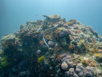 sea snake swimming above coral reefs under water